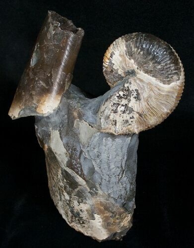 Hoploscaphites Ammonite Resting On Baculites #6124